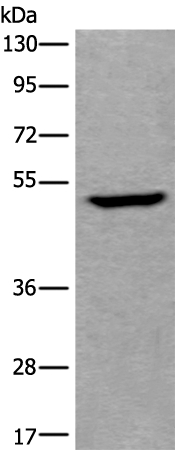 UMPS Antibody