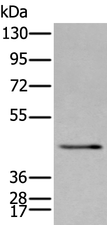 SPAG4 Antibody