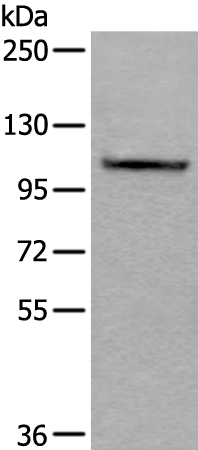 AMOTL1 Antibody