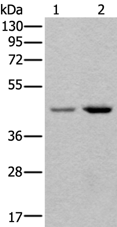 TBX1 Antibody