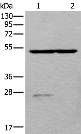 DDC Antibody