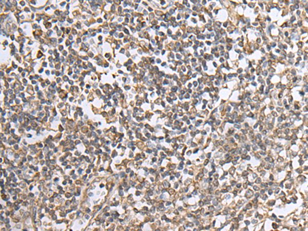 NTN1 Antibody