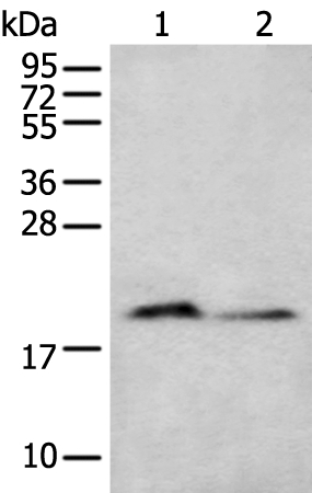 KRTAP11-1  Antibody