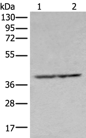 NUDT19 Antibody