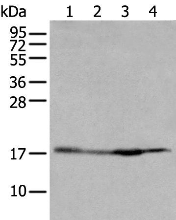 HIST1H2BJ Antibody