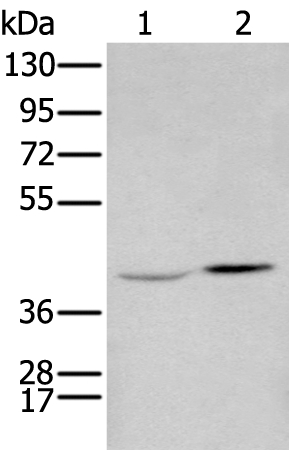 HOXA2 Antibody