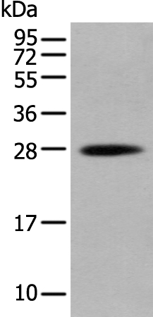 Hoxb6 Antibody - Sab 