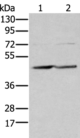 EFNB3 Antibody