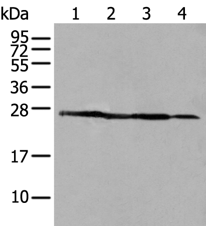 ARHGDIB Antibody