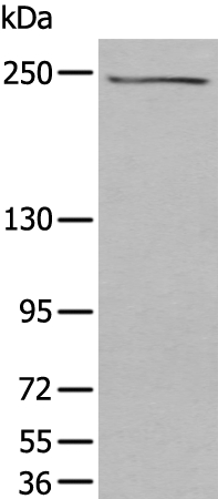 TAF1 Antibody