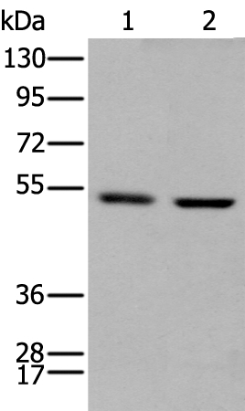 PTOV1 Antibody