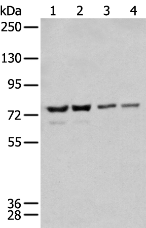 MEN1 Antibody