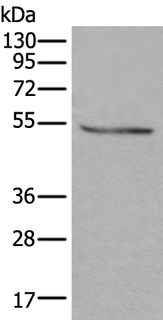 DOK2  Antibody