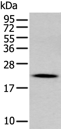 GKN2 Antibody