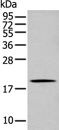 GKN1 Antibody