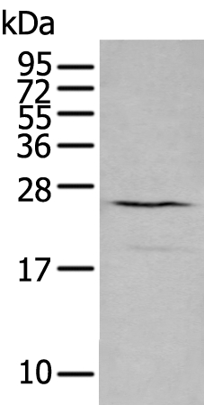 CXCL16 Antibody