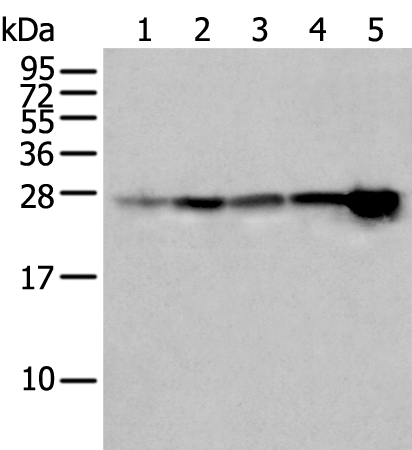 HSPB1 Antibody