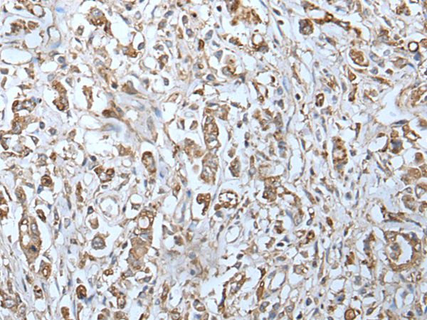 IFITM1 Antibody