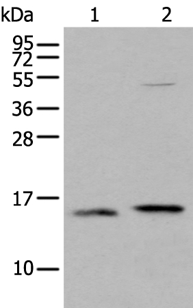 IFITM1 Antibody