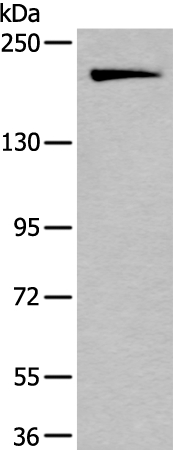 IQGAP1 Antibody