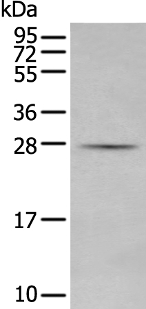 MBL2 Antibody