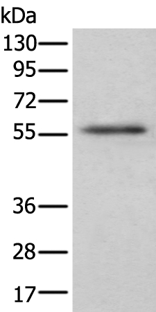 CSF1 Antibody