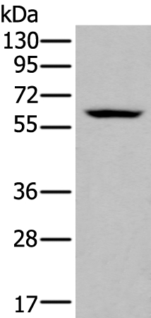 ZNF76 Antibody