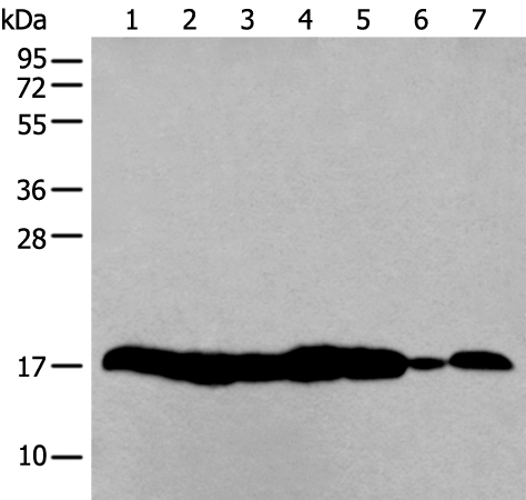 HIST1H3A Antibody