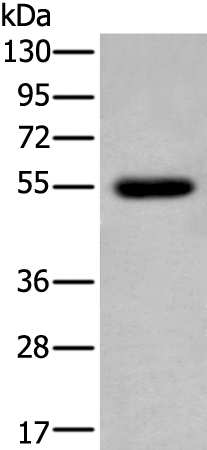 CDK14 Antibody