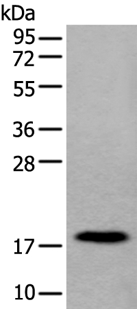 MYL12B Antibody