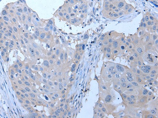 YPEL4 Antibody