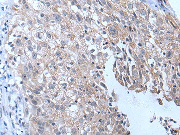 YPEL4 Antibody