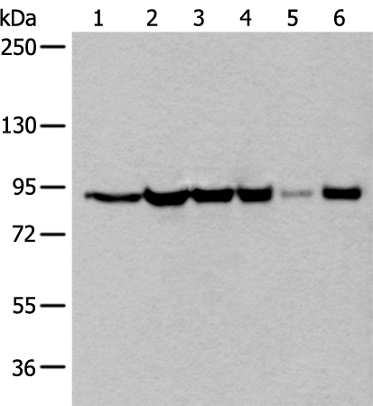 XAB2 Antibody