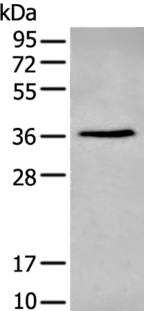 NHEJ1 Antibody