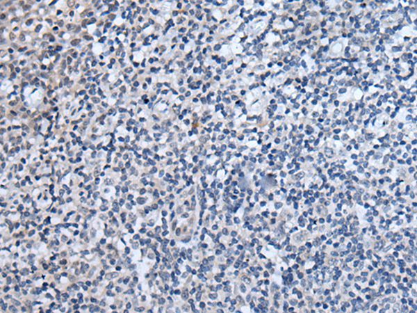 WIPF2 Antibody