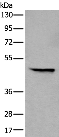 WIPF2 Antibody