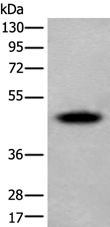 SUN5 Antibody