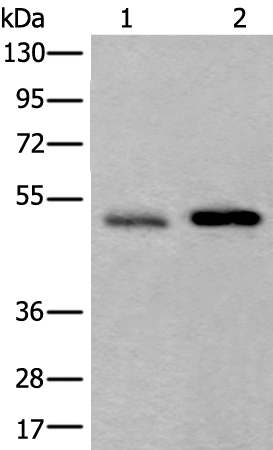 WIPI2 Antibody