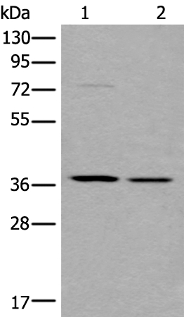 WNT9B Antibody