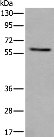 VRK2 Antibody