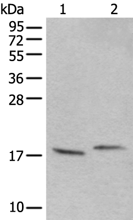 UBA52 Antibody