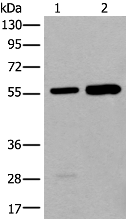 ATE1 Antibody