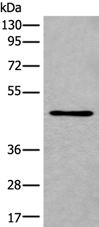 B3GNT3 Antibody