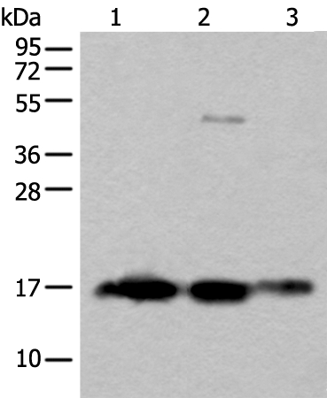 SNCB Antibody