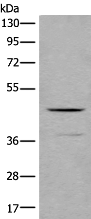 BMP2 Antibody