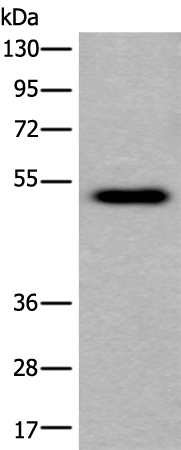 CELF5  Antibody