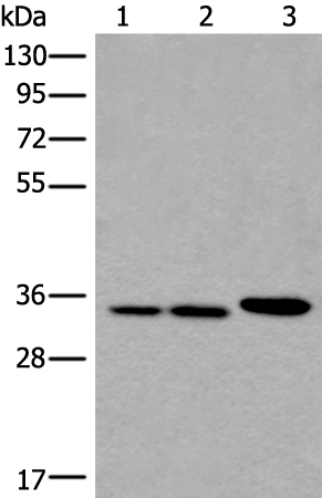 RPF2 Antibody