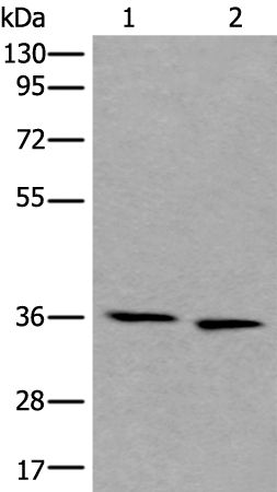 CDC123  Antibody