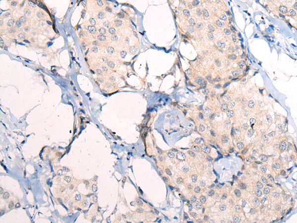 ANAPC15 Antibody