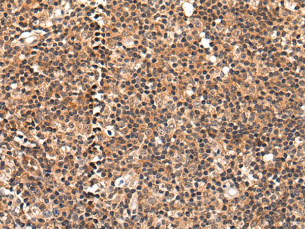 C16orf45 Antibody